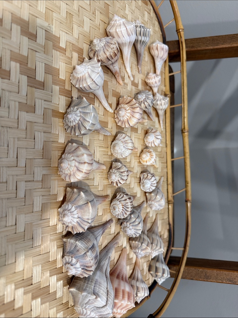 Lot of 20+ Natural  Sea Shells 2”-3”| Coastal Decor | Beach Crafts